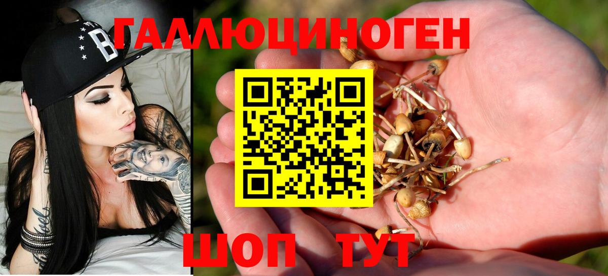Псилоцибиновые грибы Psilocybe  Вход с VPN  Ленинск-Кузнецкий 